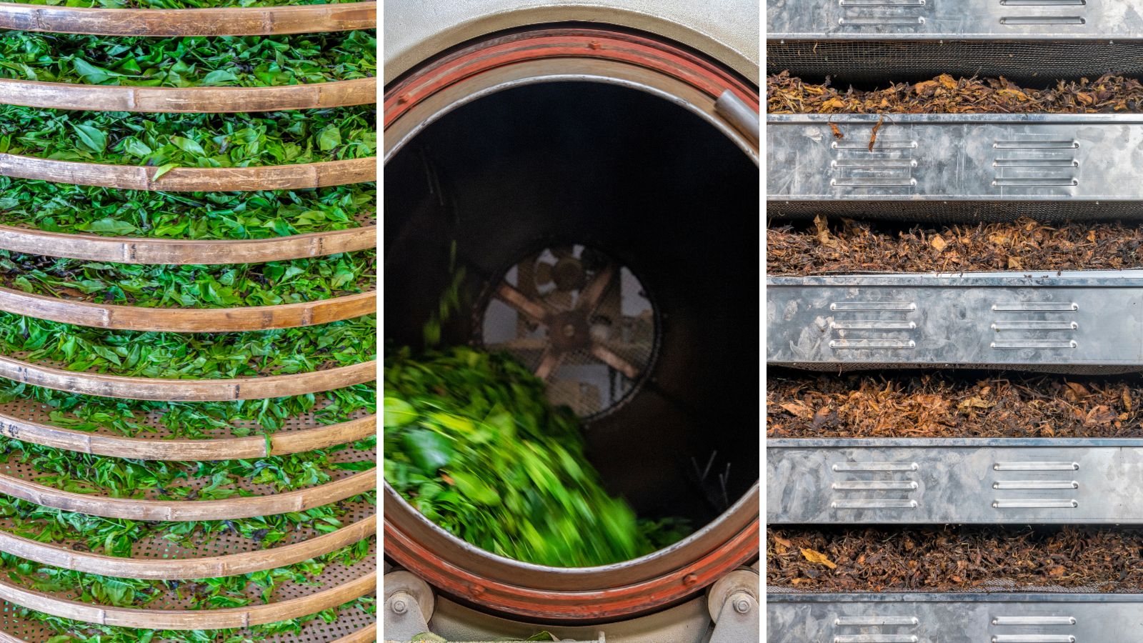 LocalTea werkt aan een machine om het theeverwerkingsproces te volautomatiseren. Nu gebeurt iedere stap nog in een aparte machine. 